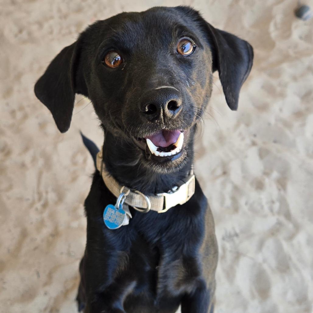 Enlarge Pepper, a Adoptable mixed breed in Ocala, FL image 1/4