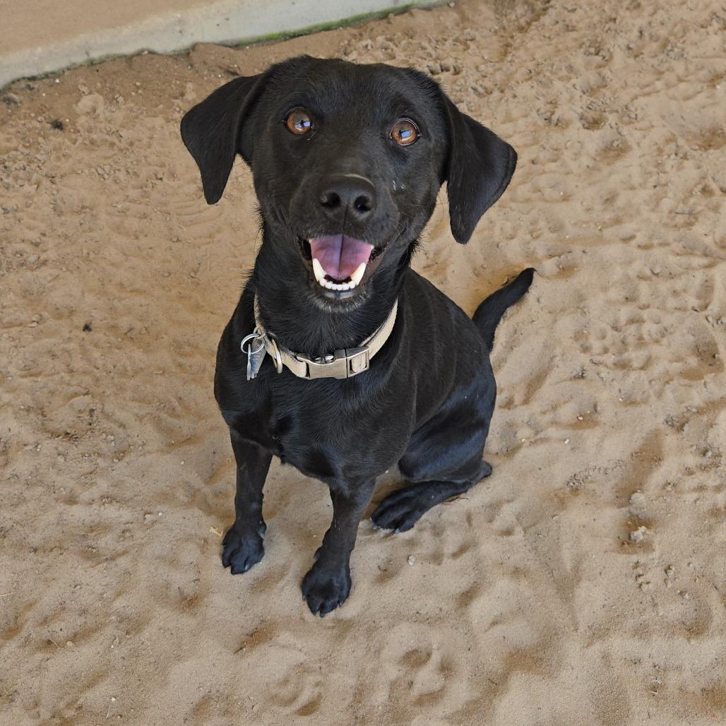 Enlarge Pepper, a Adoptable mixed breed in Ocala, FL image 2/4