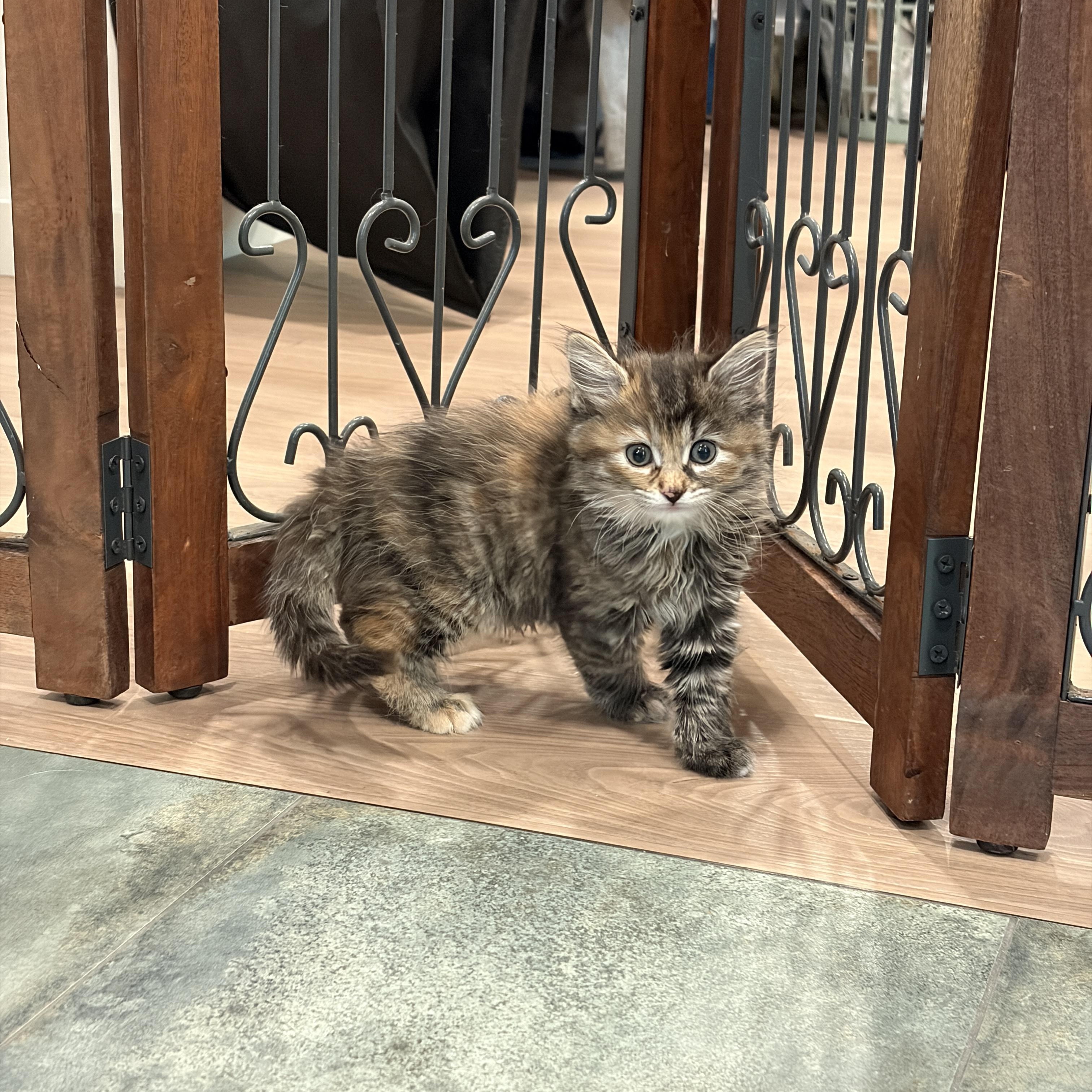 Cub, an adopted mixed breed in Woodinville, WA image 4/5