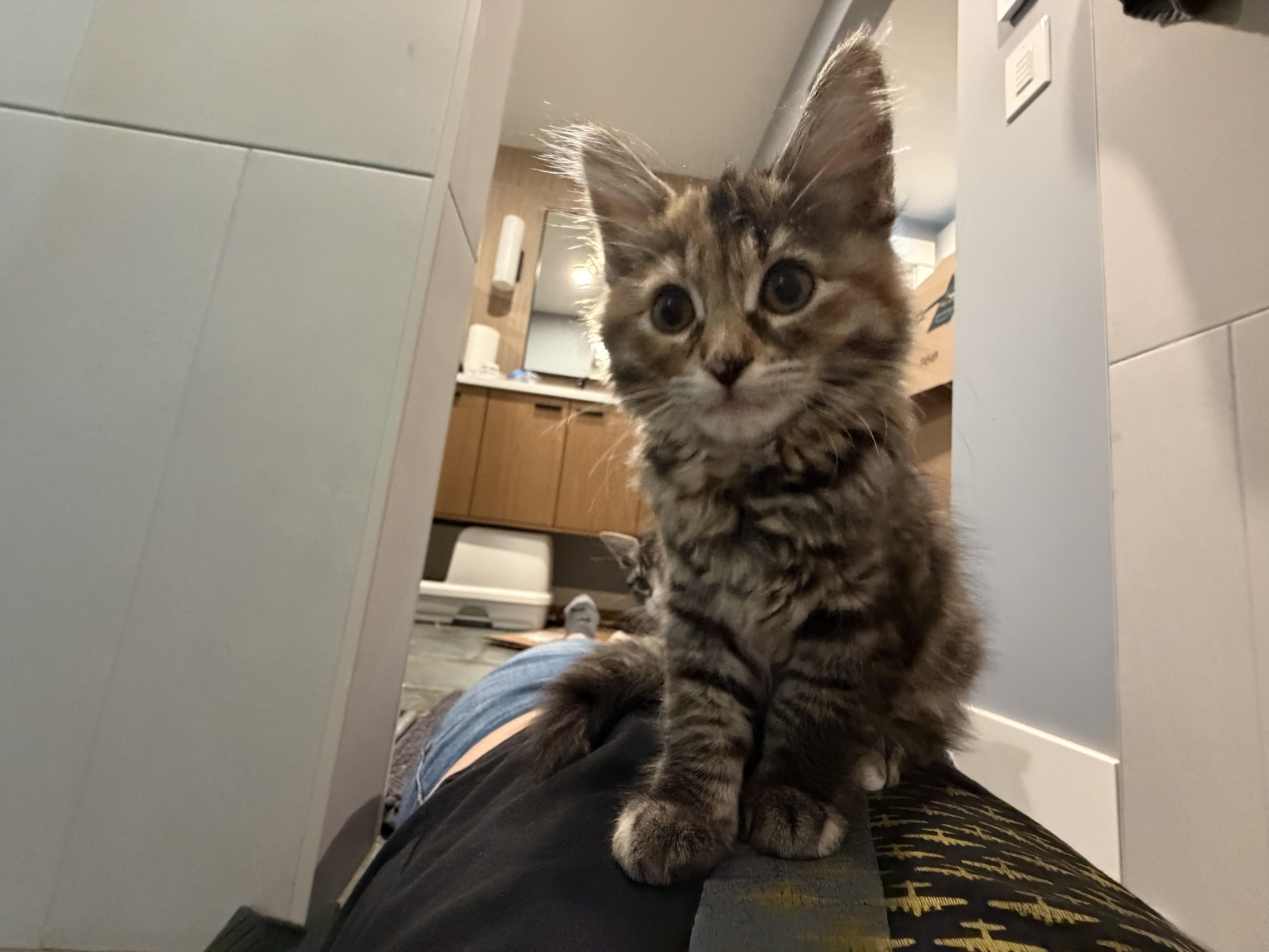 Cub, an adopted mixed breed in Woodinville, WA image 3/5