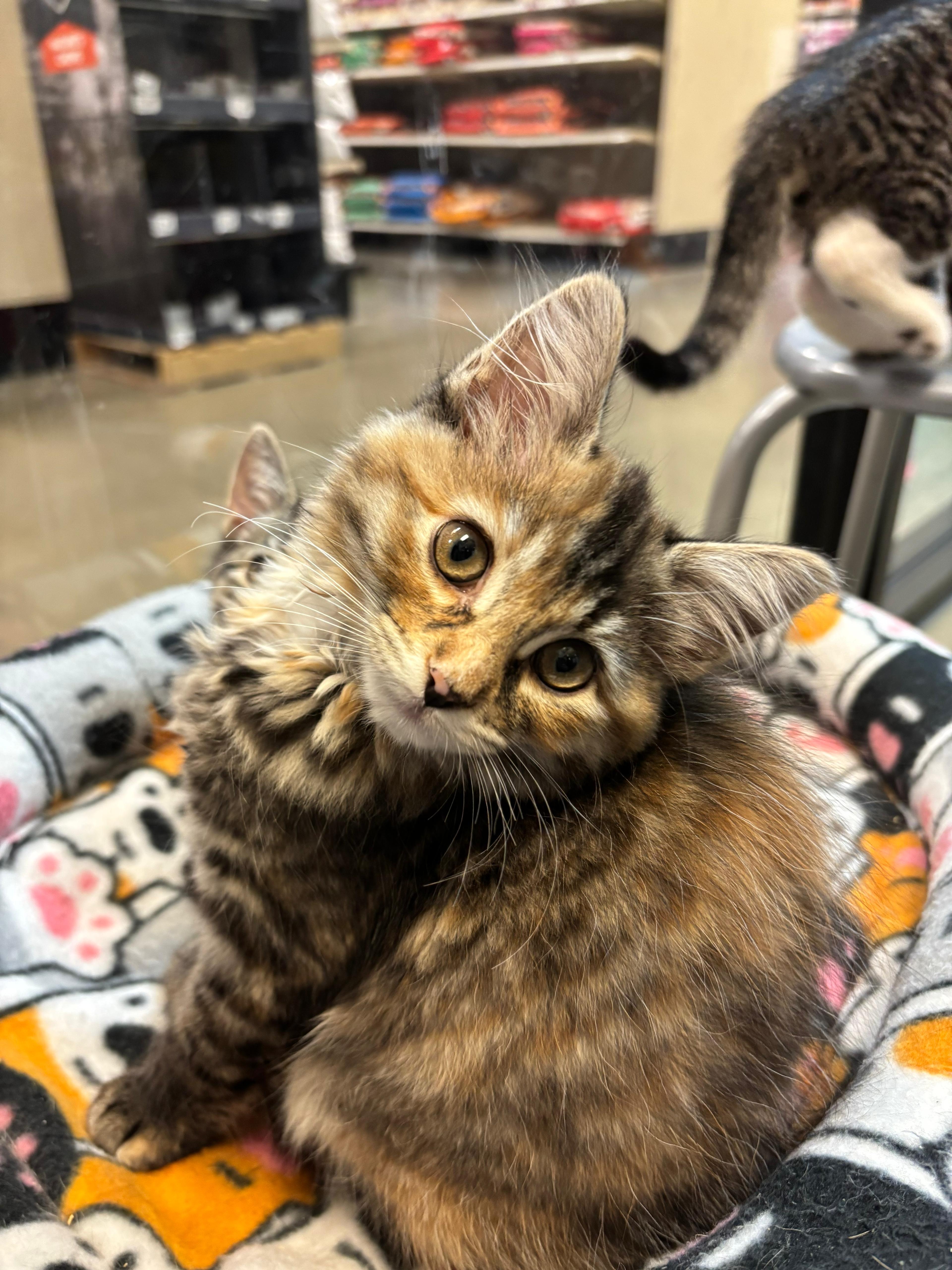 Cub, an adopted mixed breed in Woodinville, WA image 1/5