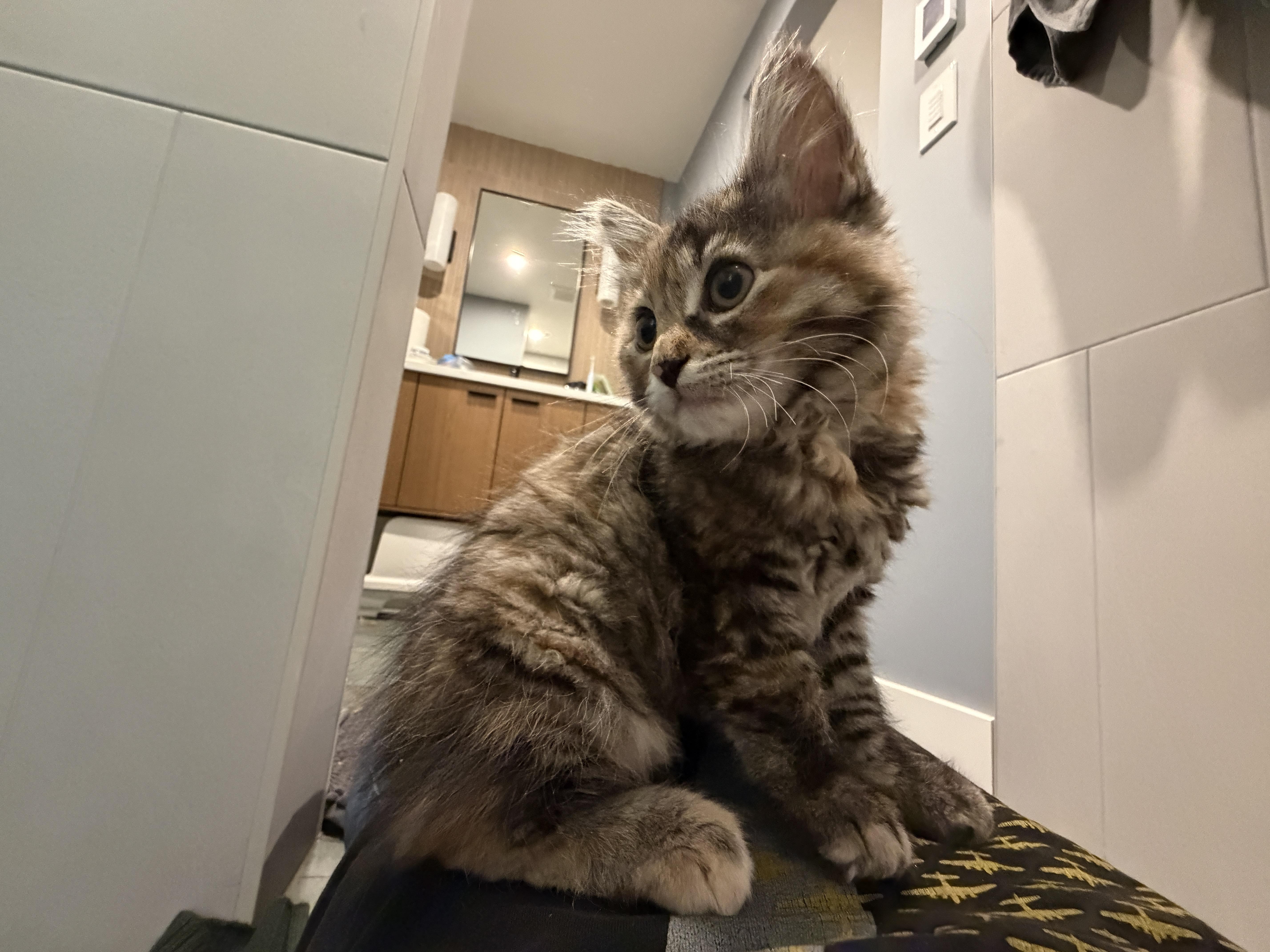 Cub, an adopted mixed breed in Woodinville, WA image 5/5