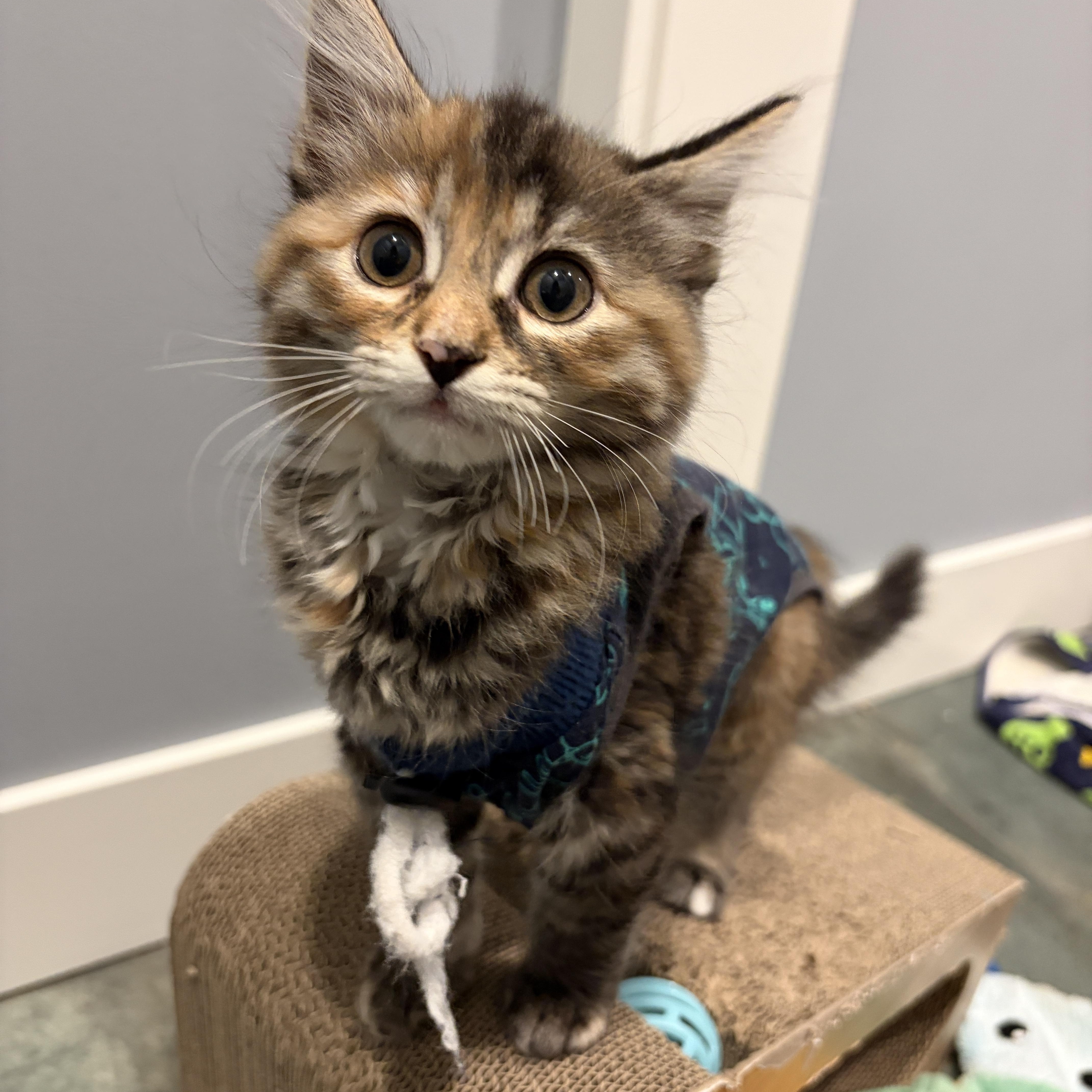 Cub, an adopted mixed breed in Woodinville, WA image 2/5