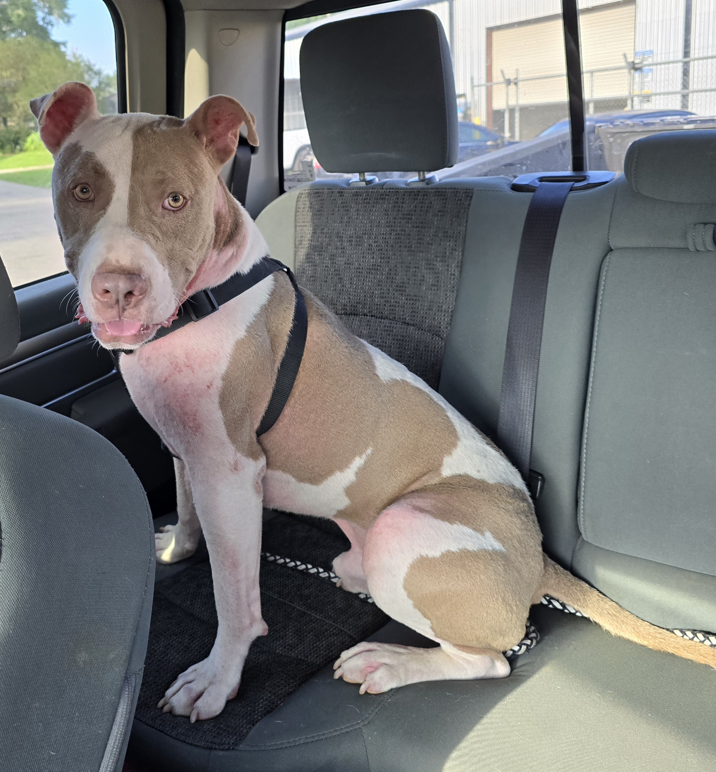 Ben, Adult Male Pit Bull Terrier