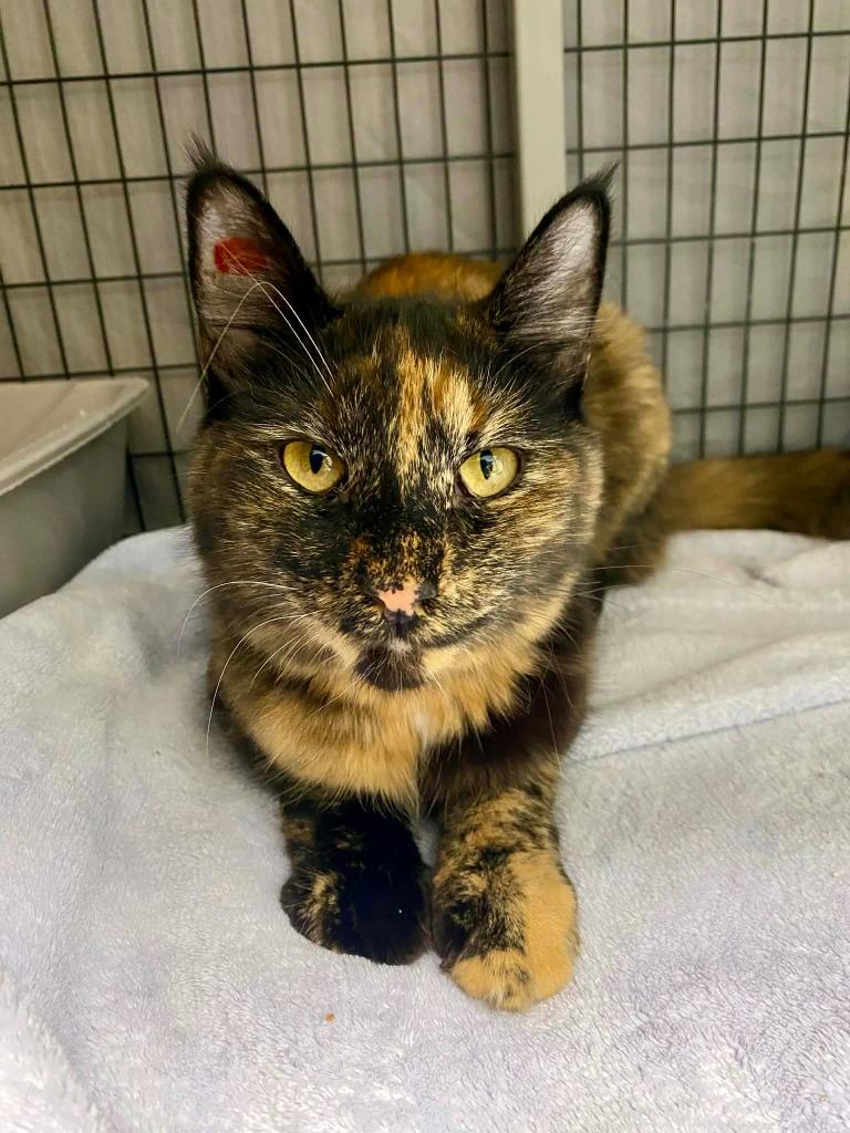Flower, Adoptable, Young Female Domestic Medium Hair.
