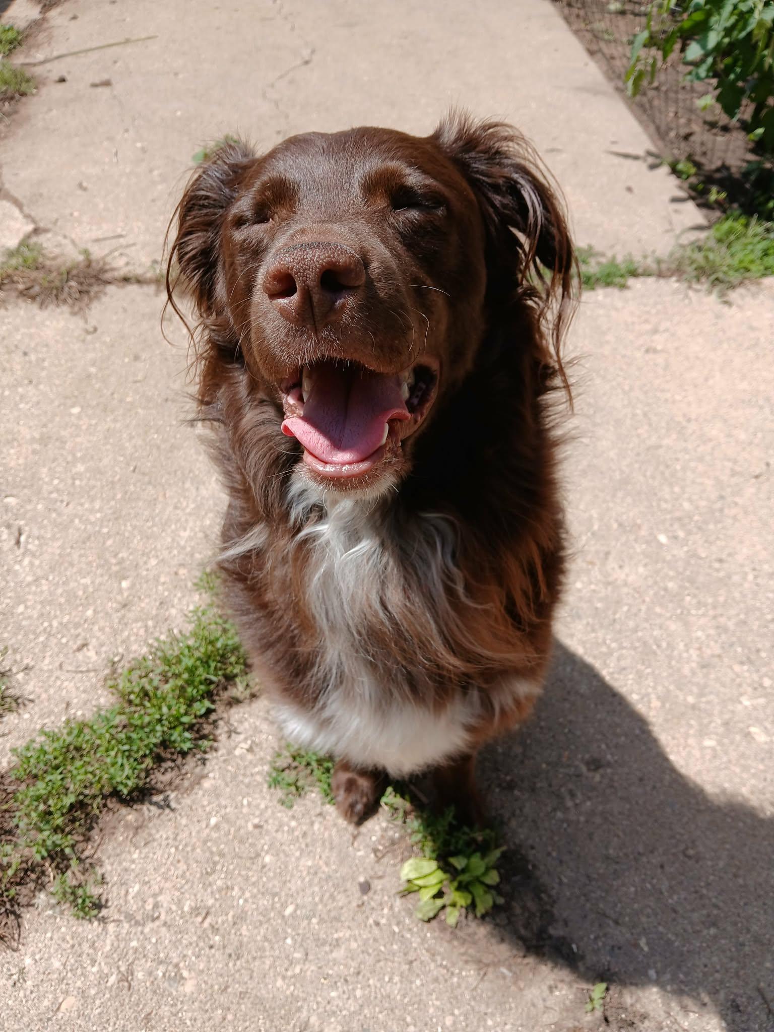 Enlarge Tater Tot, a ADOPTABLE Australian Shepherd in Huntley, IL image 1/6