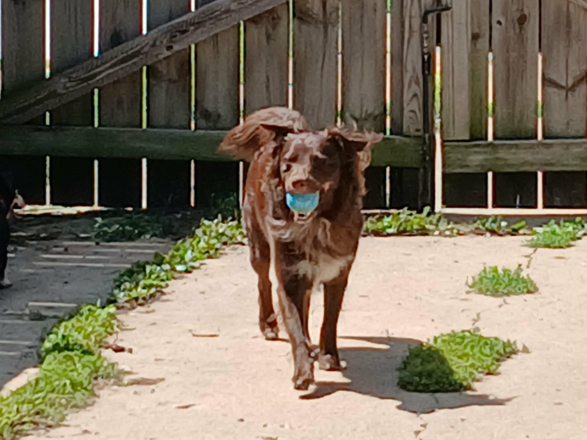 Enlarge Tater Tot, a ADOPTABLE Australian Shepherd in Huntley, IL image 6/6