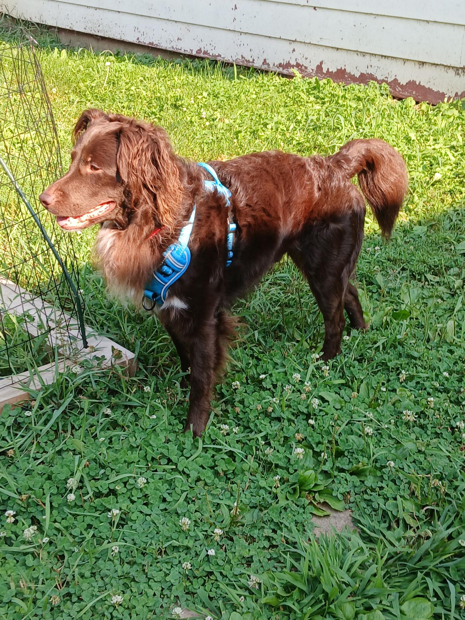 Enlarge Tater Tot, a ADOPTABLE Australian Shepherd in Huntley, IL image 4/6
