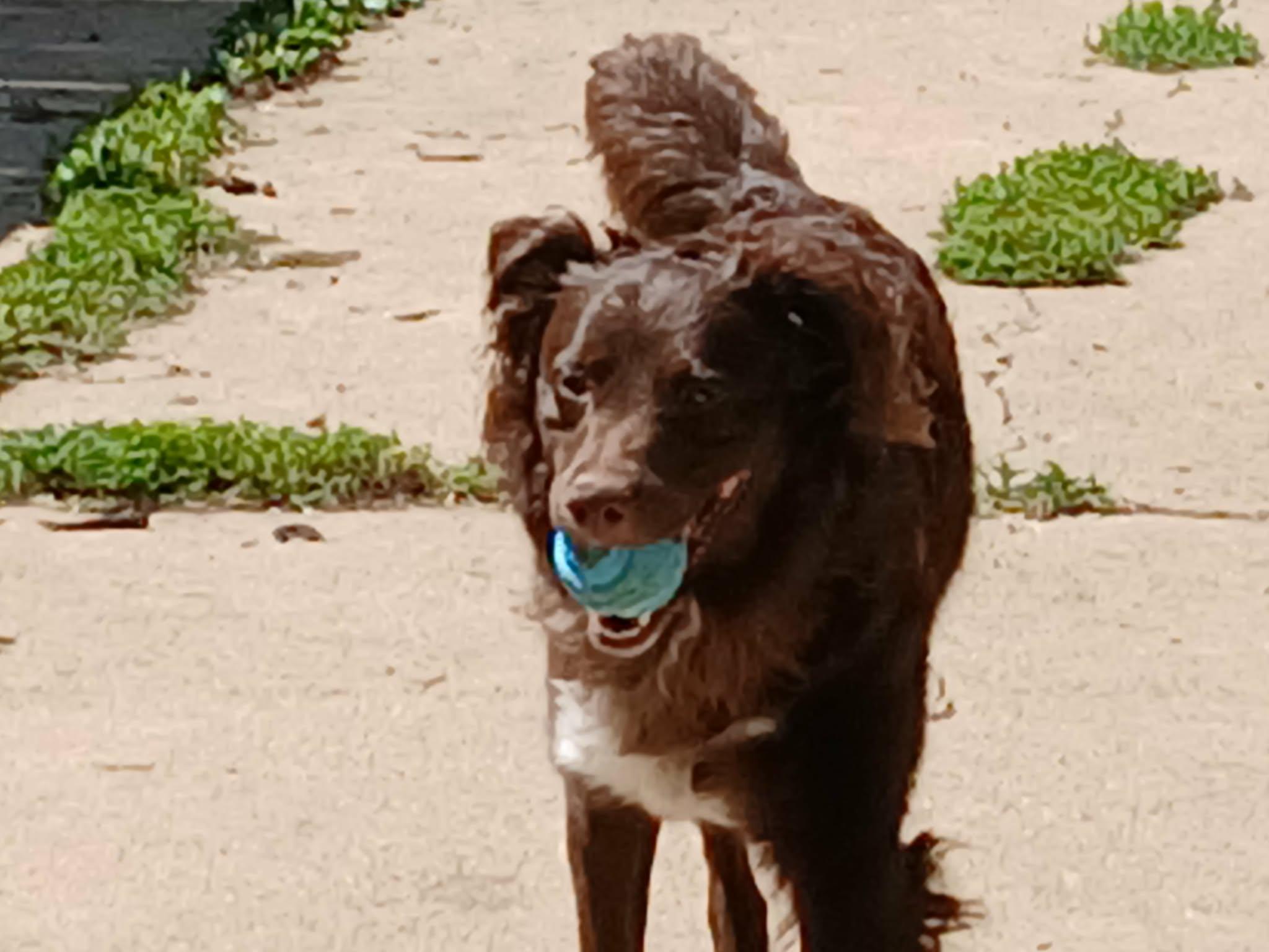 Enlarge Tater Tot, a ADOPTABLE Australian Shepherd in Huntley, IL image 5/6