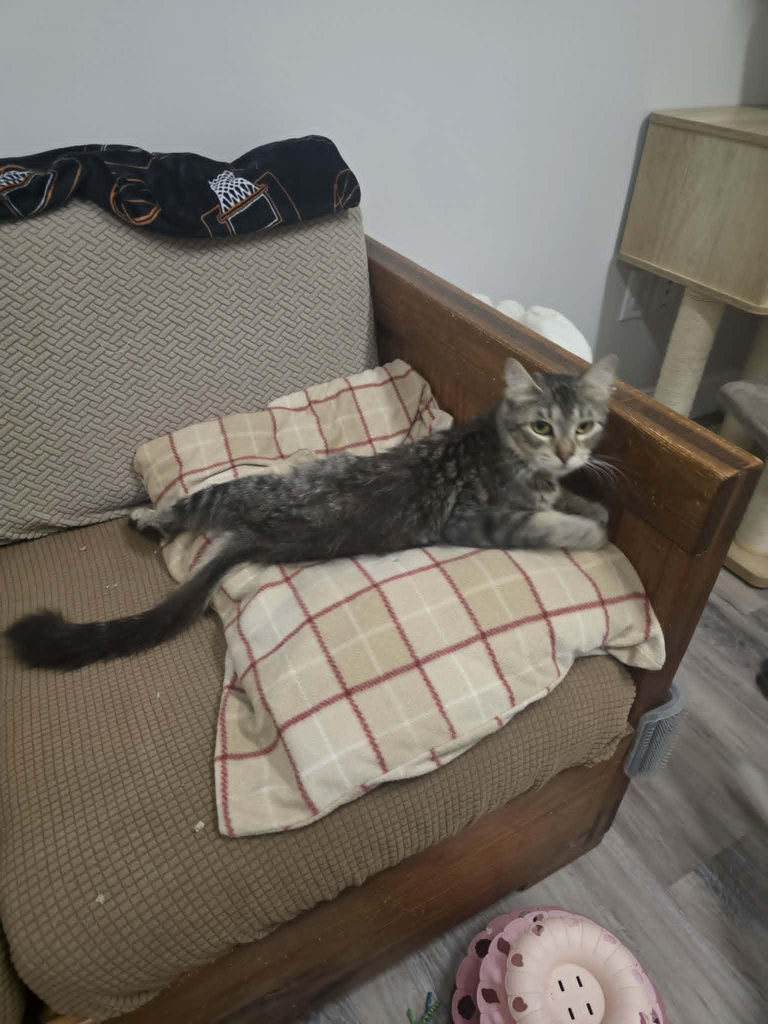 Enlarge Guac-a-mommy, a ADOPTABLE Domestic Medium Hair in Fulton, NY image 6/6