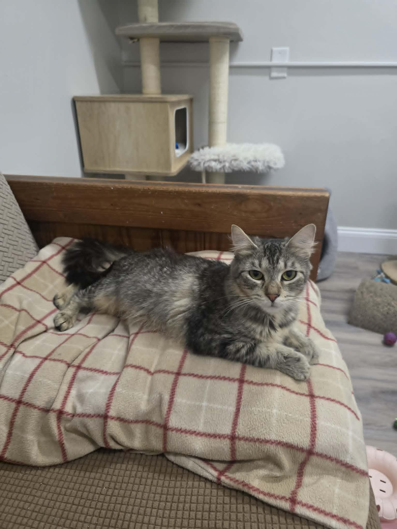 Enlarge Guac-a-mommy, a ADOPTABLE Domestic Medium Hair in Fulton, NY image 2/6