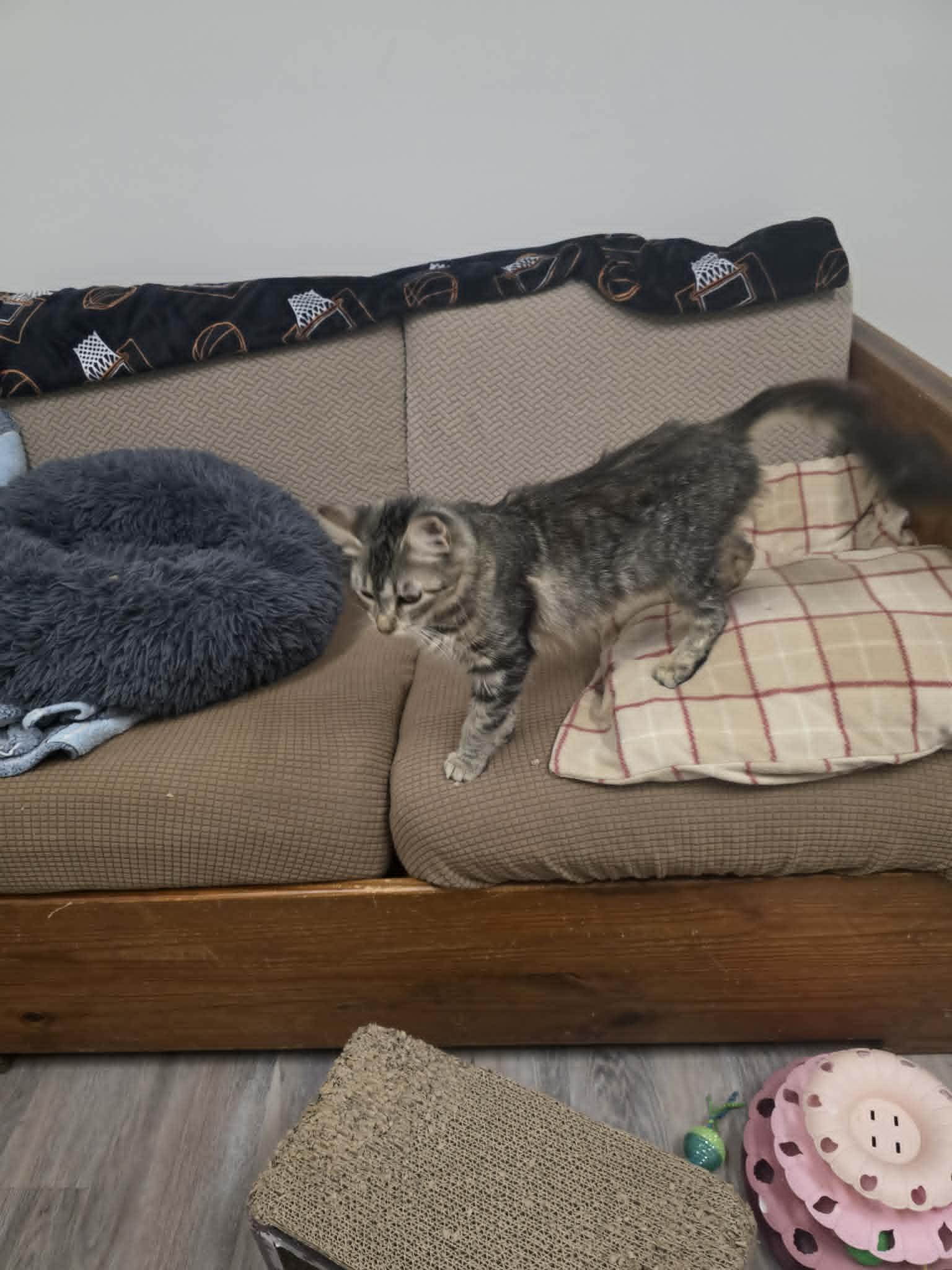Enlarge Guac-a-mommy, a ADOPTABLE Domestic Medium Hair in Fulton, NY image 4/6