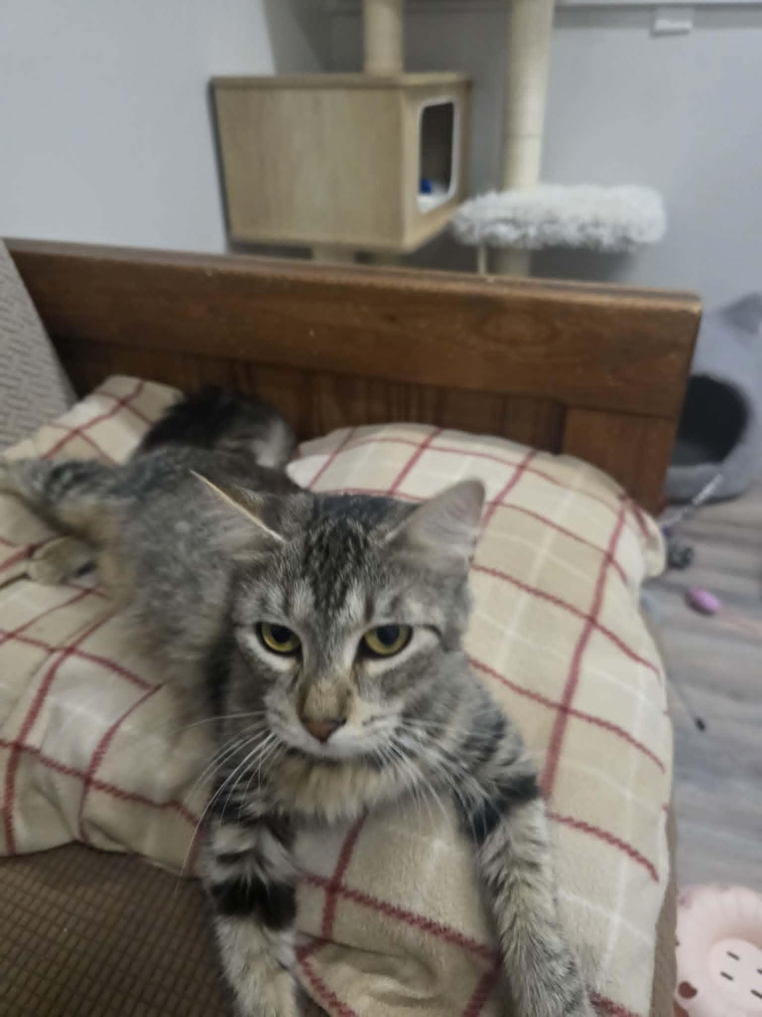 Enlarge Guac-a-mommy, a ADOPTABLE Domestic Medium Hair in Fulton, NY image 5/6