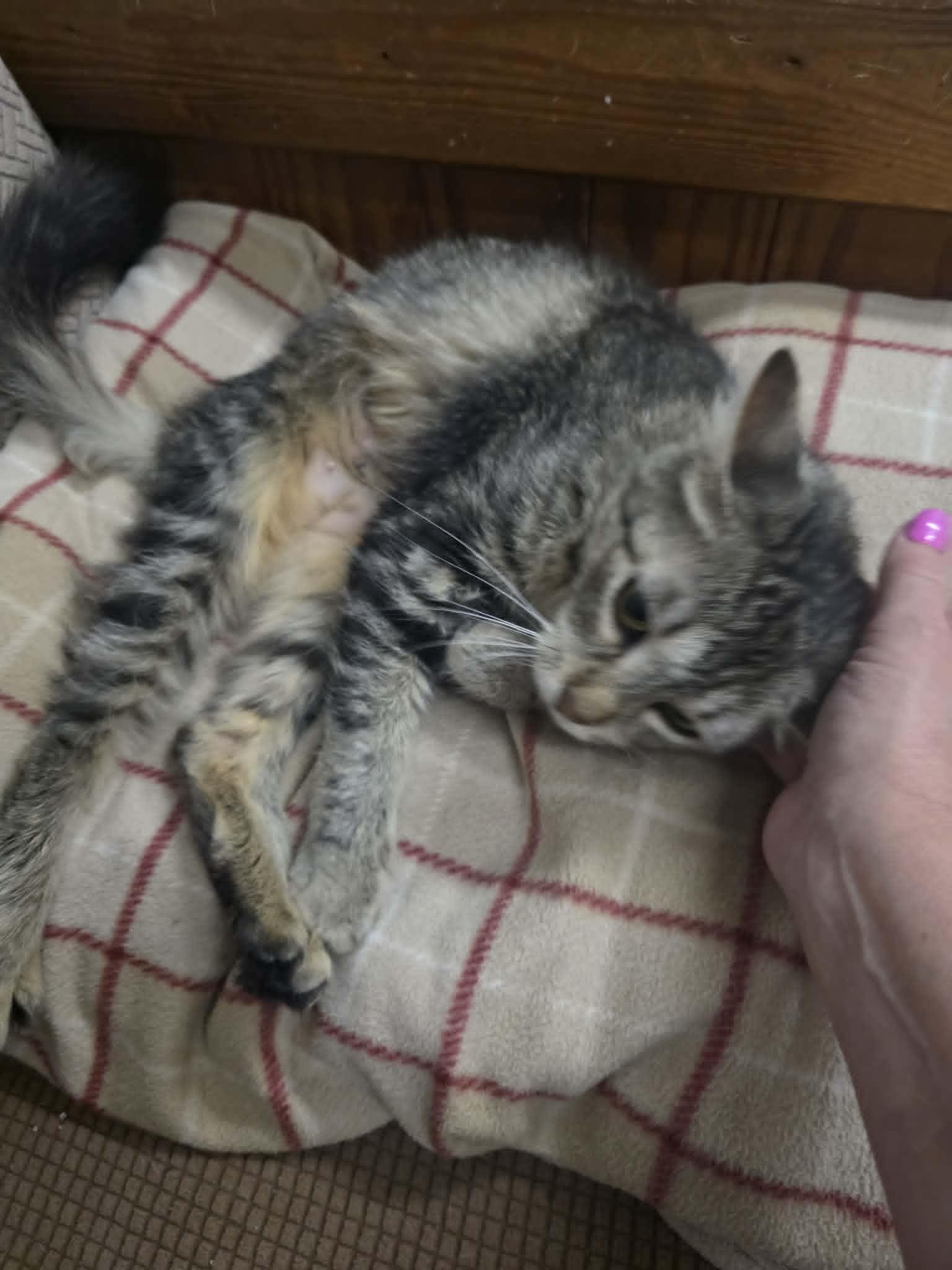 Enlarge Guac-a-mommy, a ADOPTABLE Domestic Medium Hair in Fulton, NY image 3/6