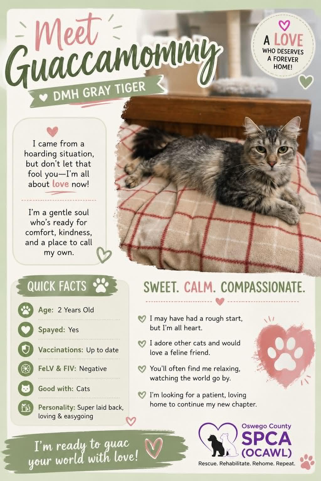 Guac-a-mommy, ADOPTABLE, Adult Female Domestic Medium Hair.