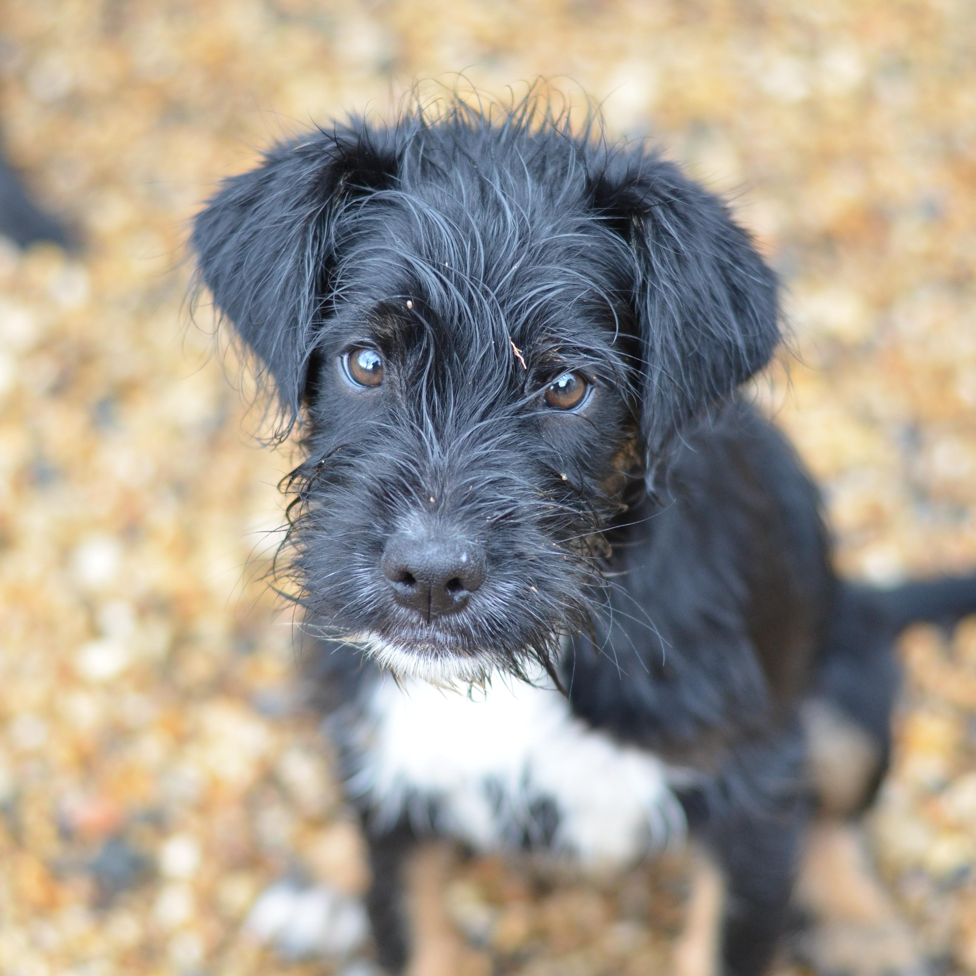 Enlarge Metta  , a ADOPTABLE mixed breed in Amissville, VA image 1/2