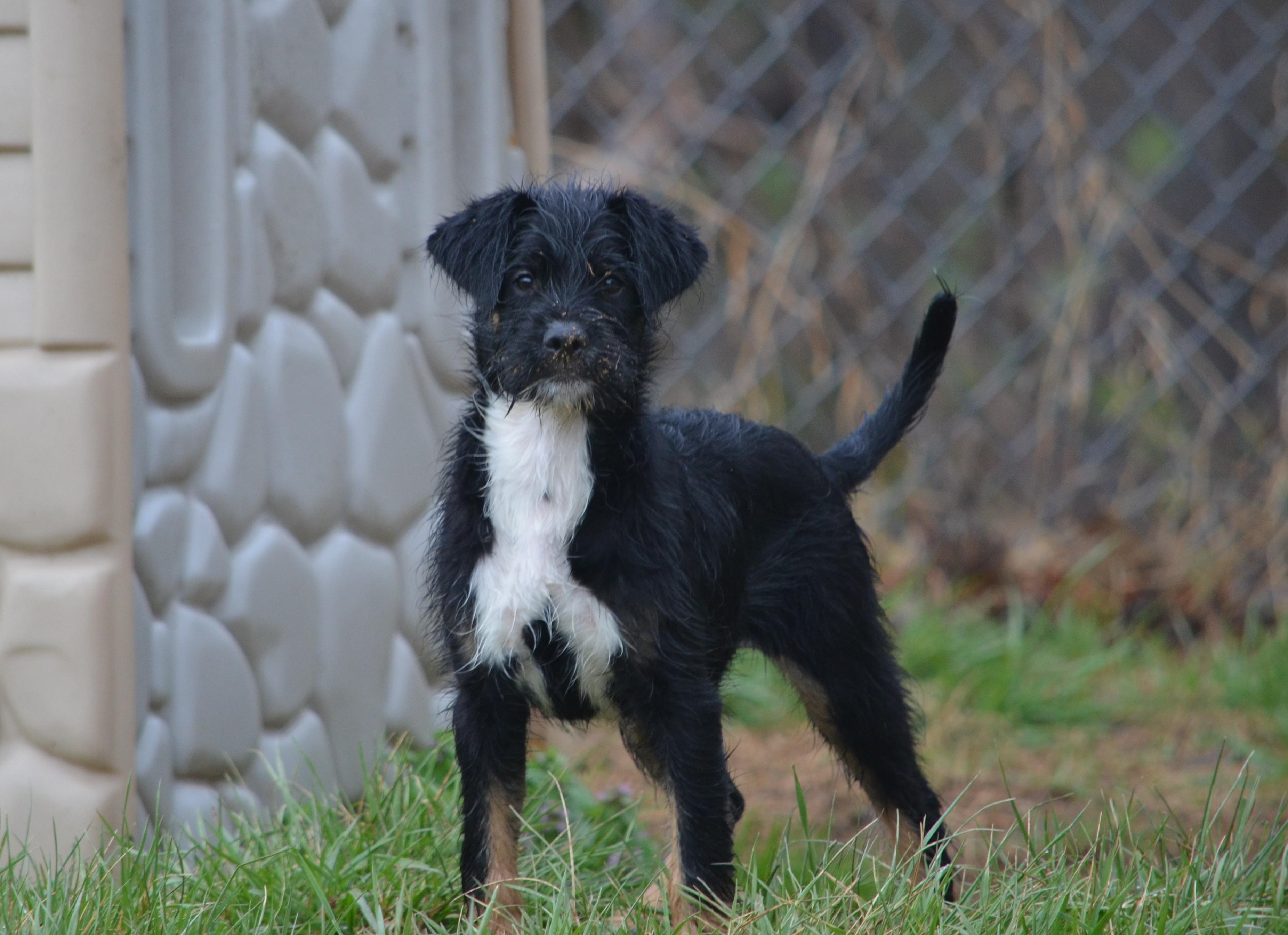 Enlarge Metta  , a ADOPTABLE mixed breed in Amissville, VA image 2/2