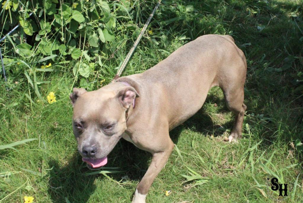 Blue, Adoptable, Adult Female Pit Bull Terrier.