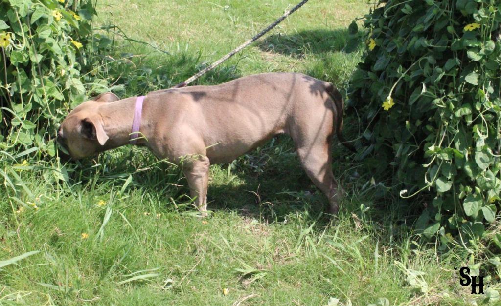 Enlarge Blue, a Adoptable Pit Bull Terrier in Kemp, TX image 2/5
