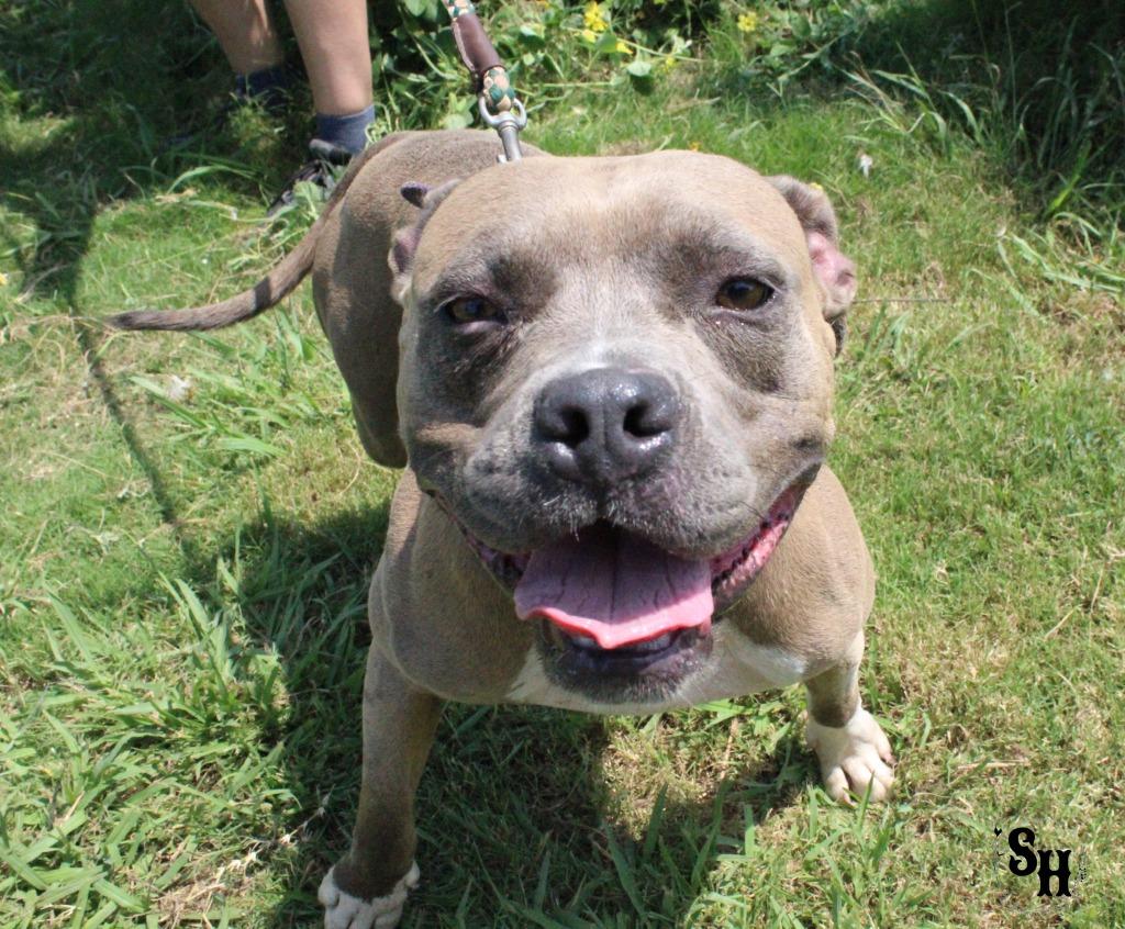 Enlarge Blue, a Adoptable Pit Bull Terrier in Kemp, TX image 3/5
