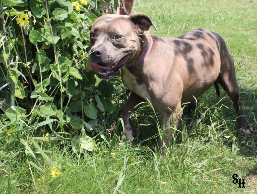 Enlarge Blue, a Adoptable Pit Bull Terrier in Kemp, TX image 4/5