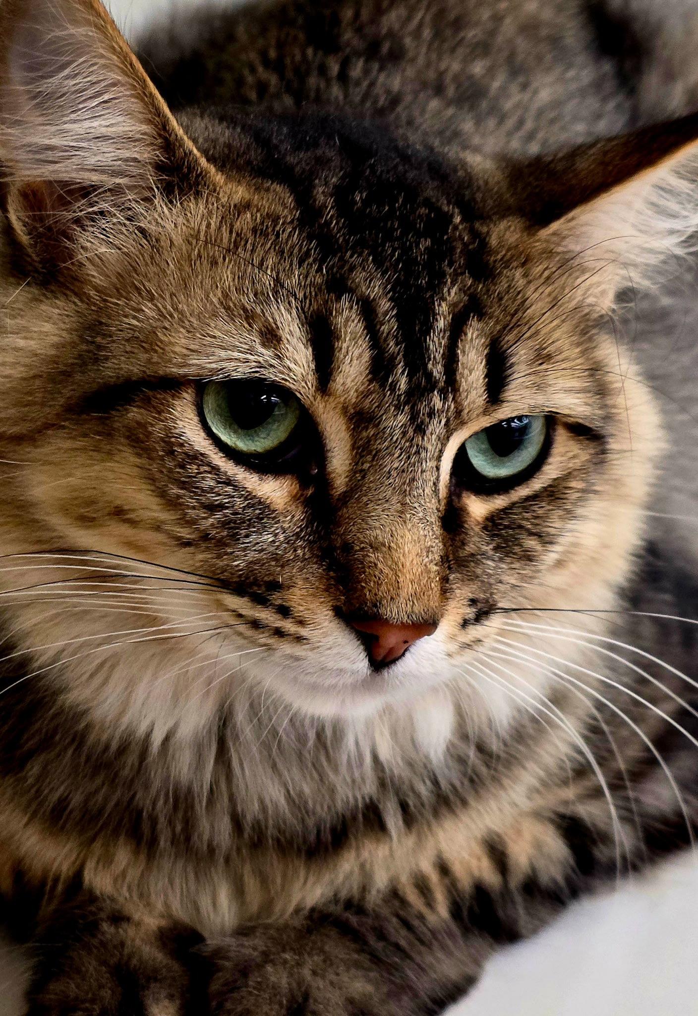 Jaden, Adoptable, Young Male Maine Coon & Domestic Long Hair.