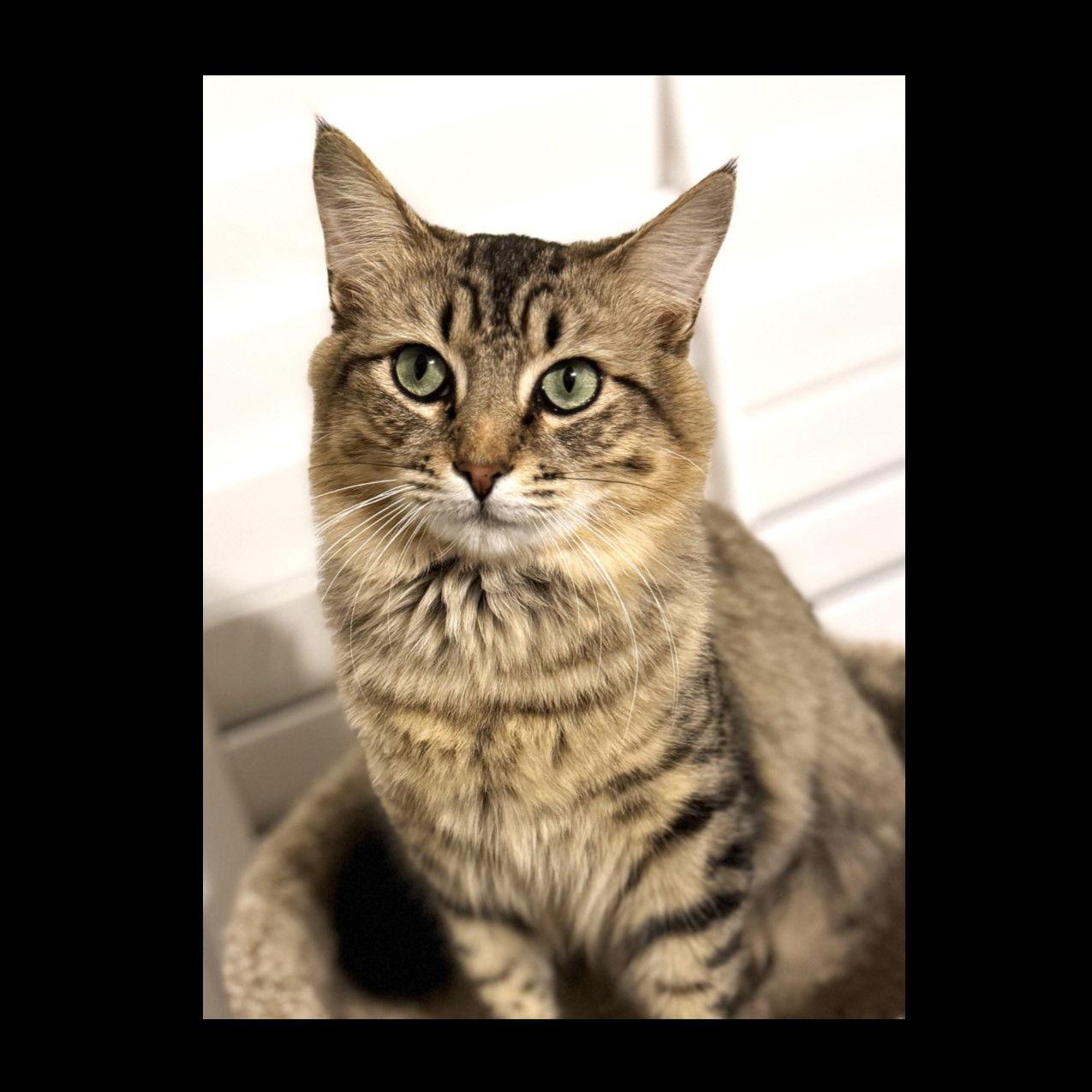 Enlarge Jaden, a Adoptable mixed breed in St. Cloud, FL image 2/3