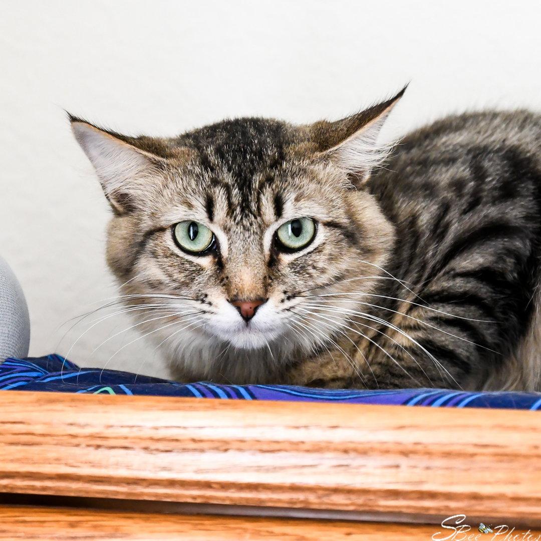 Enlarge Jaden, a Adoptable mixed breed in St. Cloud, FL image 3/3