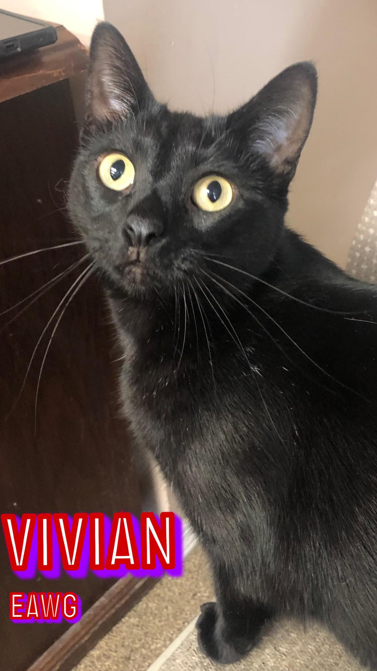 Enlarge Vivian, a Adoptable American Shorthair in Pensacola, FL image 1/1