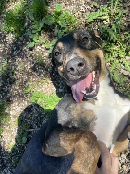 Enlarge Spring, a ADOPTABLE mixed breed in Boyne City, MI image 1/1