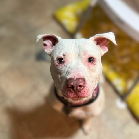 Bruce