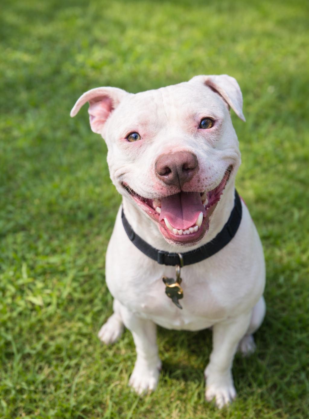 Bruce — thumbnail 4