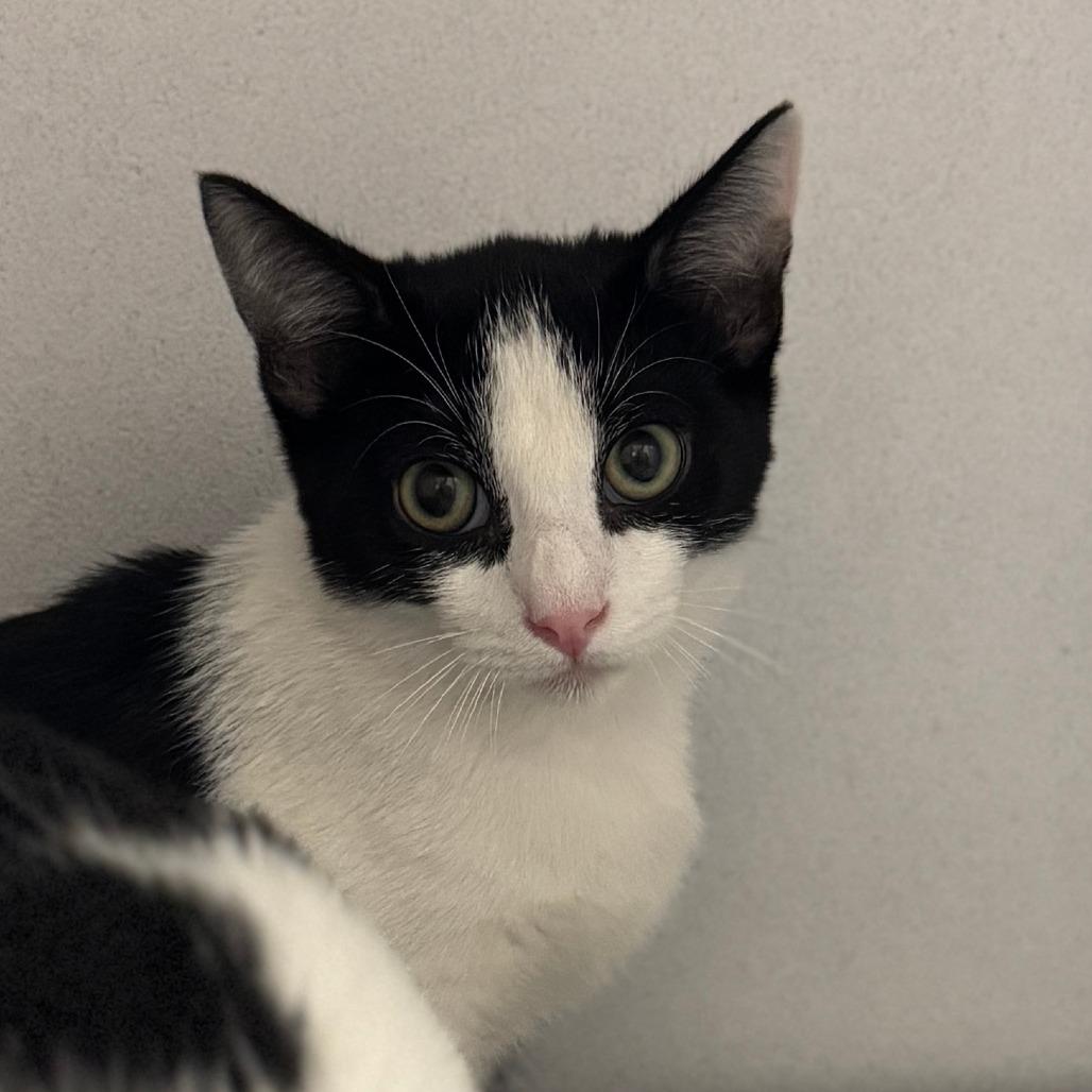 Dr Pepper ARC2025-305, adopted, Young Male Domestic Short Hair.