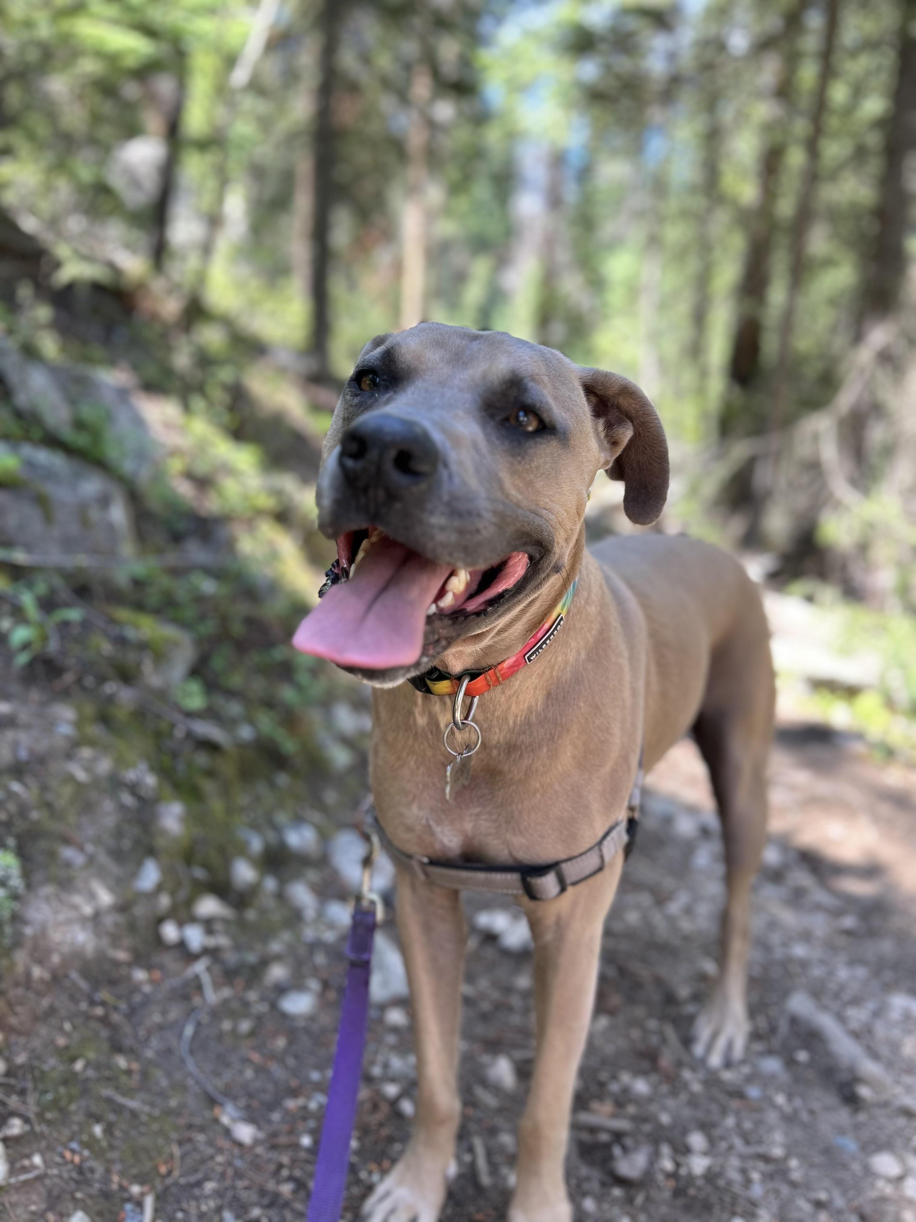 Enlarge Coby, a ADOPTABLE Pit Bull Terrier in Denver, CO image 6/6
