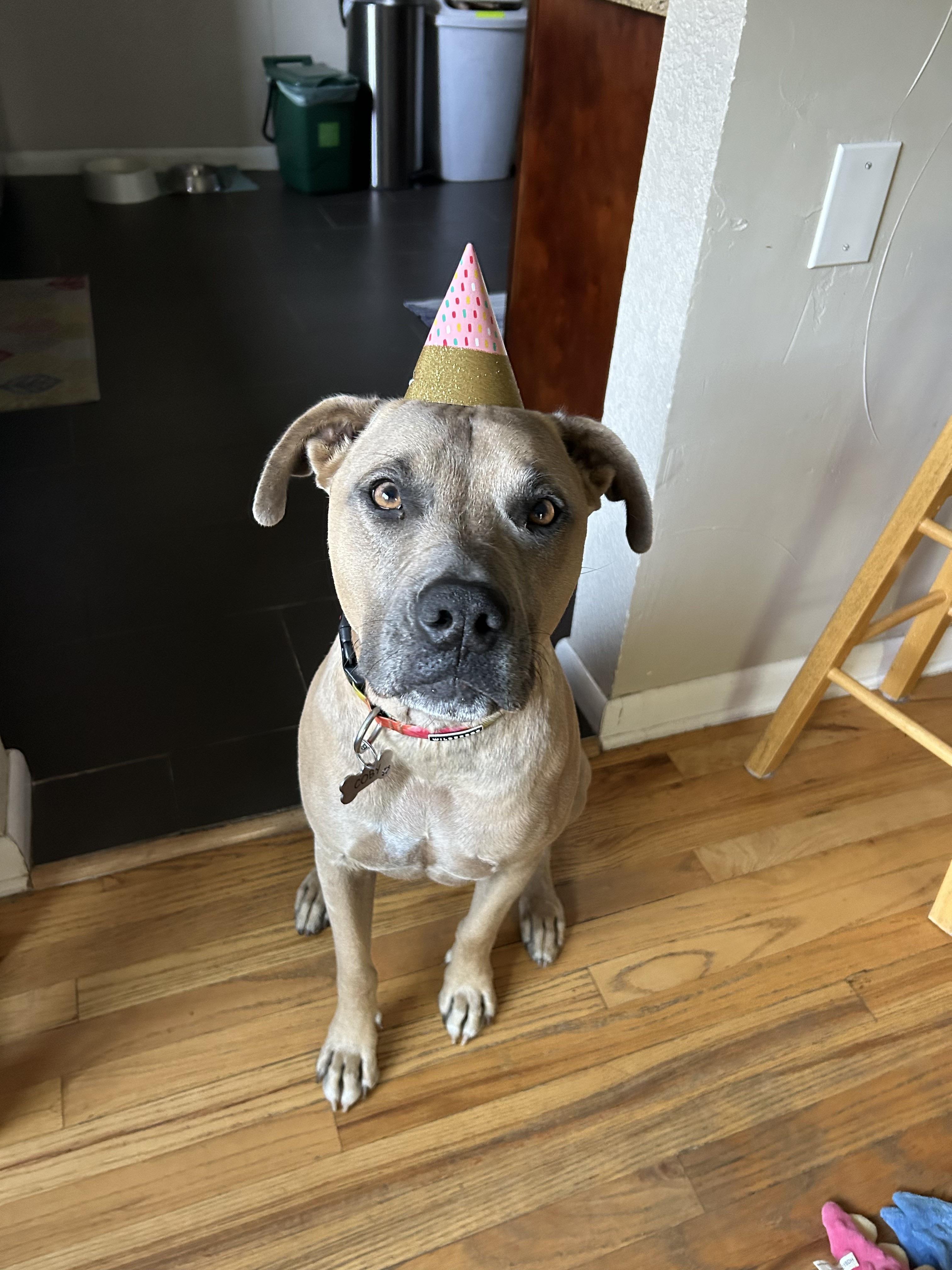 Enlarge Coby, a ADOPTABLE Pit Bull Terrier in Denver, CO image 2/6