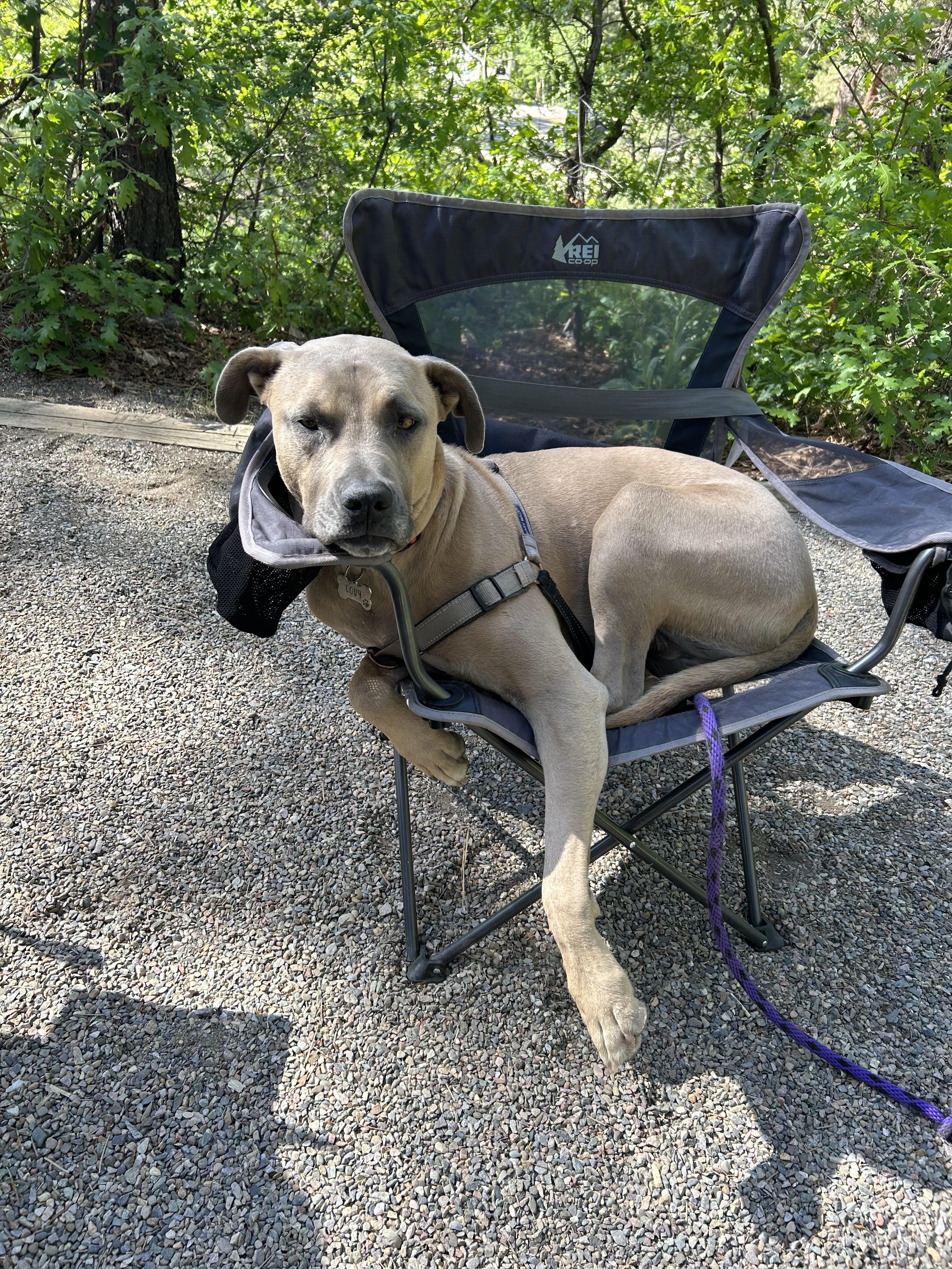 Enlarge Coby, a ADOPTABLE Pit Bull Terrier in Denver, CO image 4/6