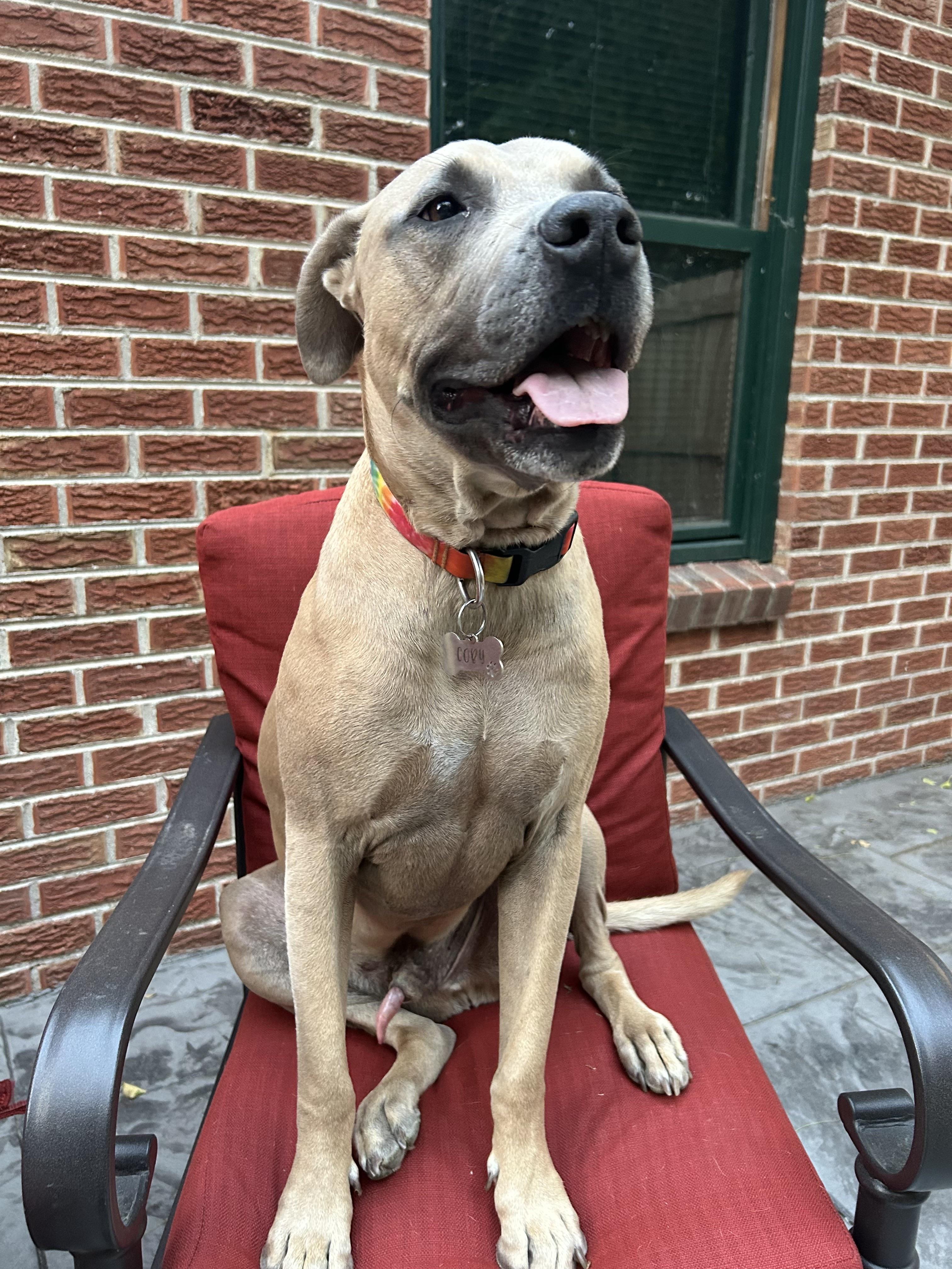 Enlarge Coby, a ADOPTABLE Pit Bull Terrier in Denver, CO image 5/6