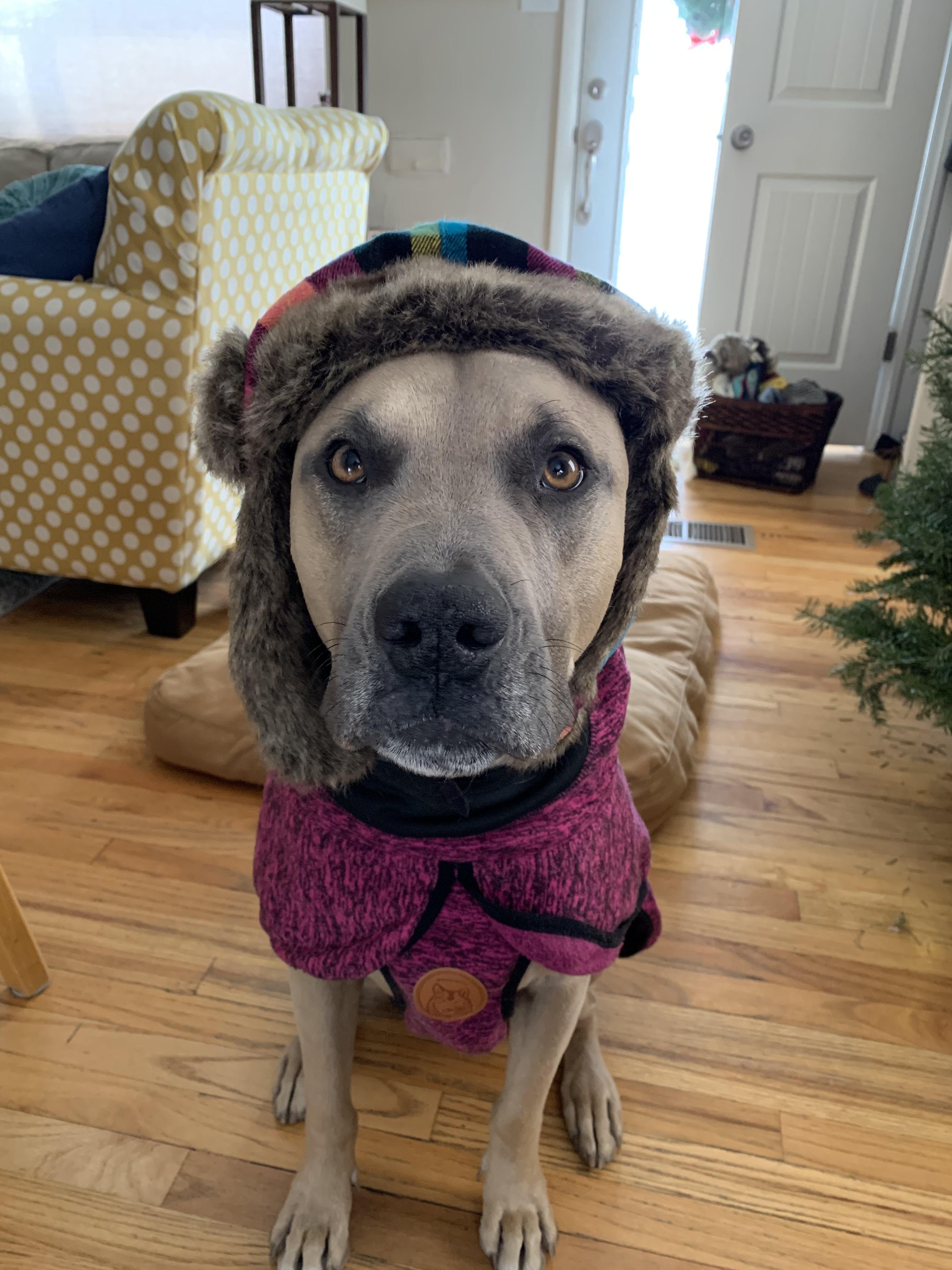 Enlarge Coby, a ADOPTABLE Pit Bull Terrier in Denver, CO image 3/6