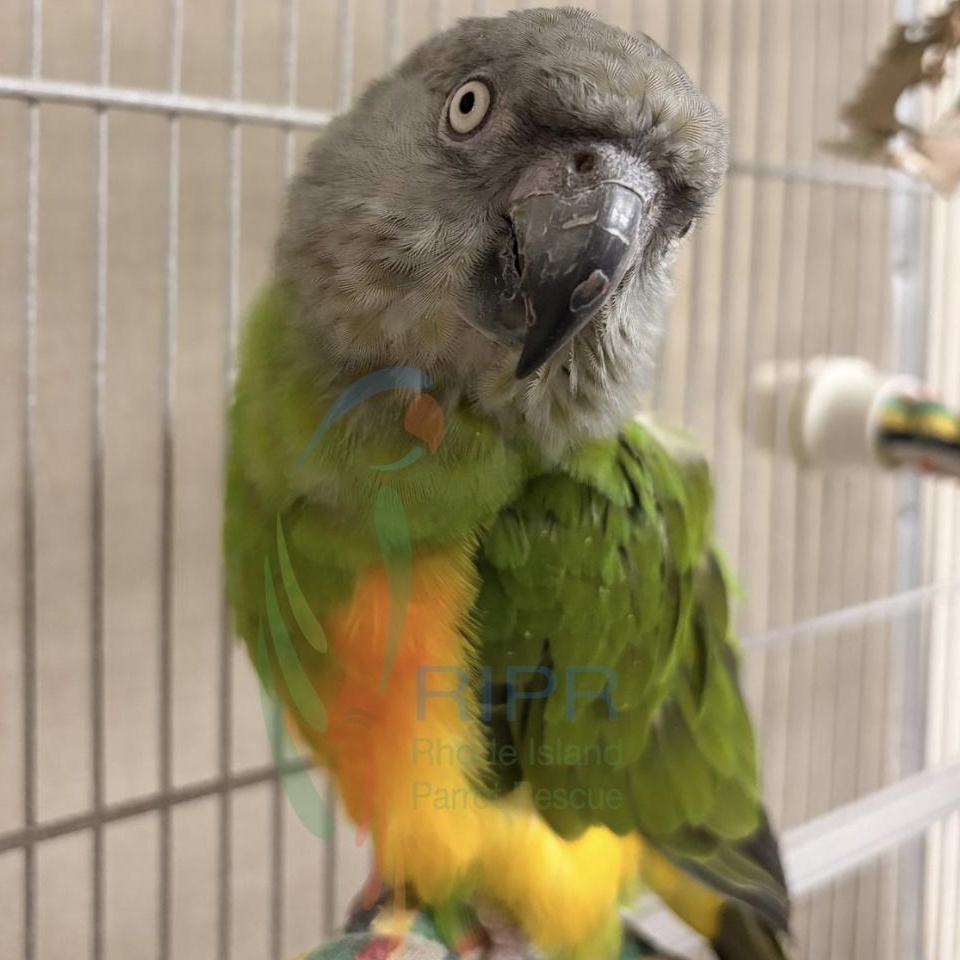 Enlarge Jasper, a Adoptable Poicephalus / Senegal in Warwick, RI image 1/2
