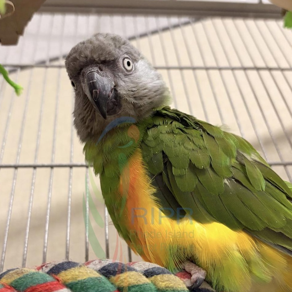 Enlarge Jasper, a Adoptable Poicephalus / Senegal in Warwick, RI image 2/2