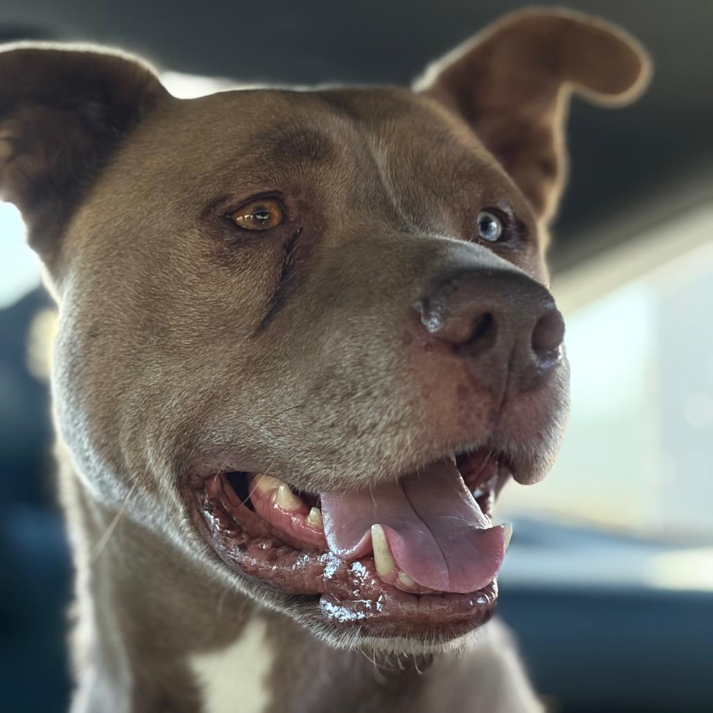 Ghost, ADOPTABLE, Adult Male Husky & Pit Bull Terrier.