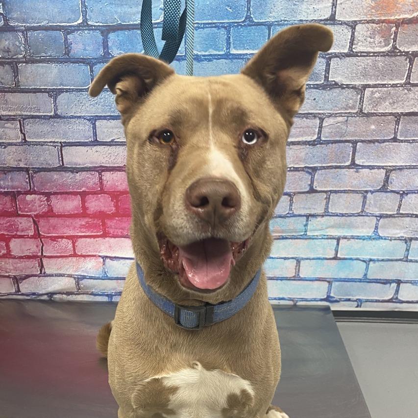 Ghost, a ADOPTABLE mixed breed in Las Vegas, NV image 2/3