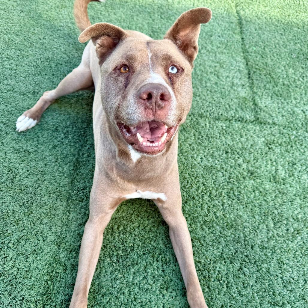 Ghost, a ADOPTABLE mixed breed in Las Vegas, NV image 3/3