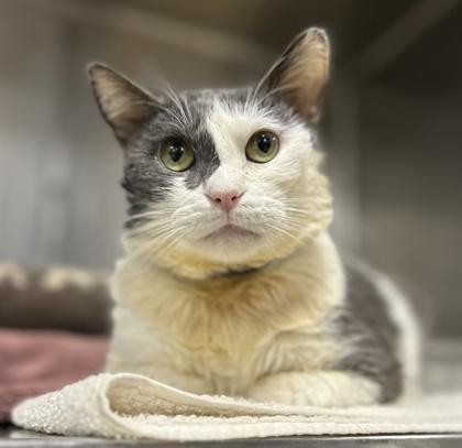 Snookie, a Adoptable Domestic Short Hair in Sanford, FL image 1/3