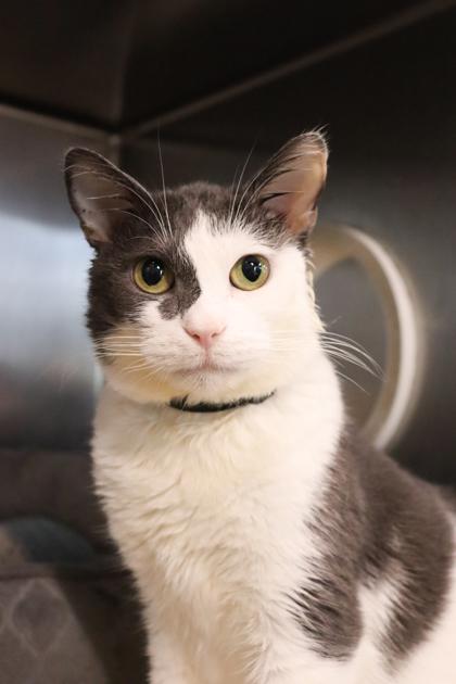 Snookie, a Adoptable Domestic Short Hair in Sanford, FL image 2/3