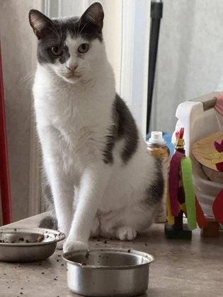 Snookie, a Adoptable Domestic Short Hair in Sanford, FL image 3/3