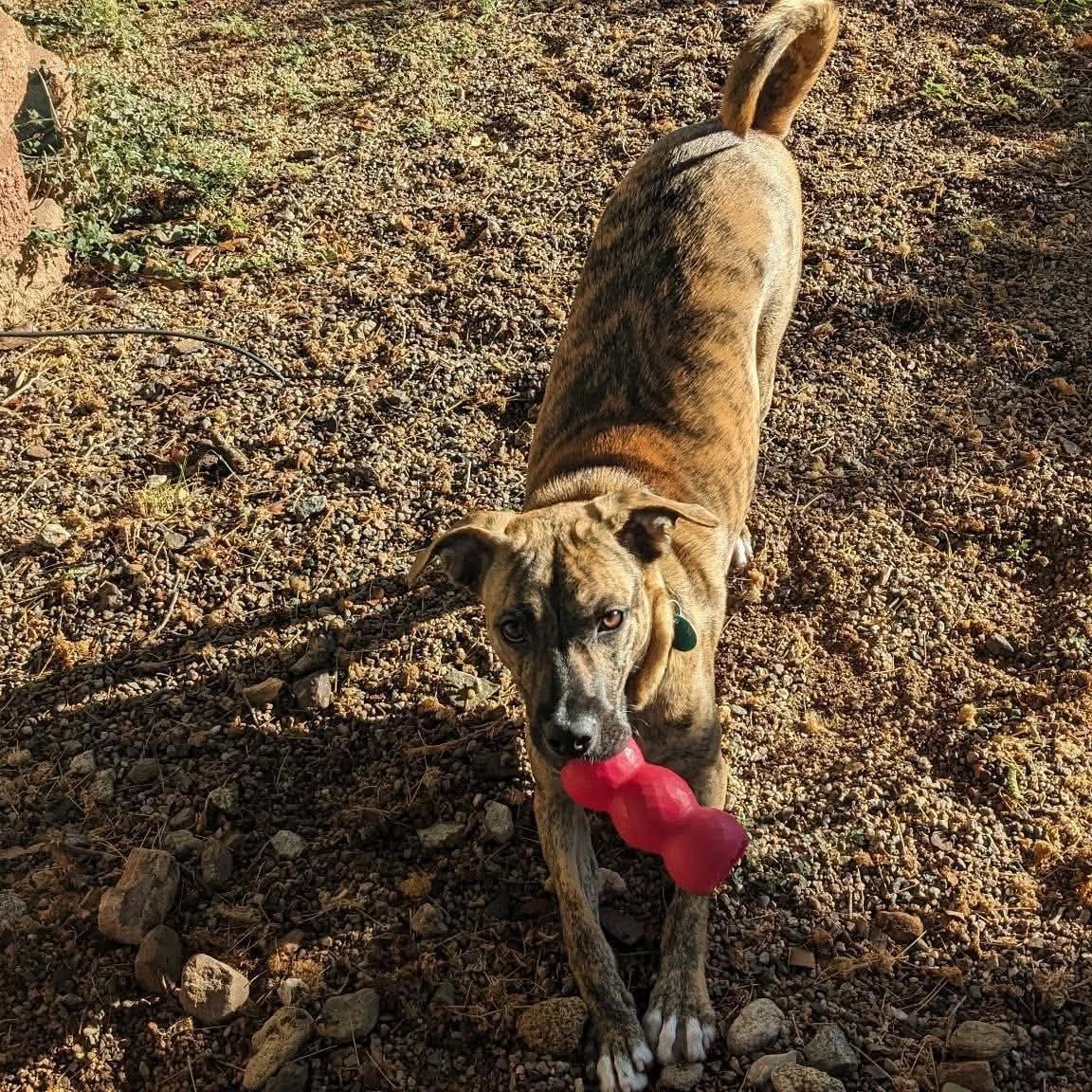 Huckleberry, ADOPTABLE, Puppy Male Catahoula Leopard Dog & Chihuahua.