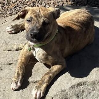 Huckleberry, ADOPTABLE, Puppy Male Catahoula Leopard Dog & Chihuahua.