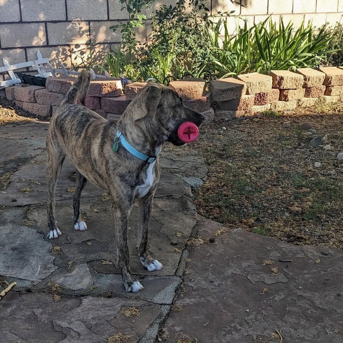 Huckleberry, a ADOPTABLE mixed breed in Chino valley, AZ image 3/5
