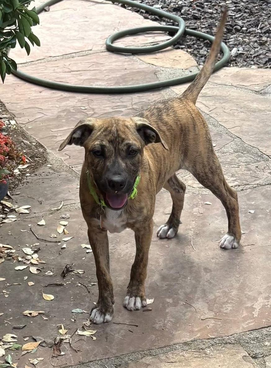 Huckleberry, a ADOPTABLE mixed breed in Chino valley, AZ image 4/5